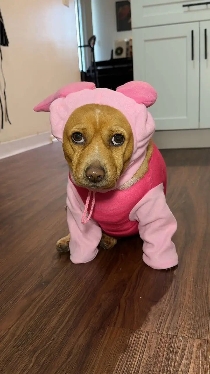 Pet owners reveal their dogs’ Halloween costumes
